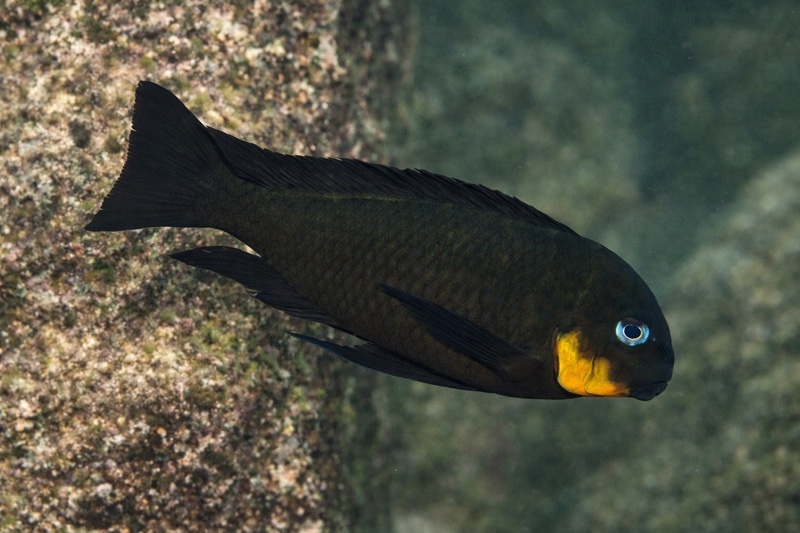 Tropheus sp. 'mpimbwe' Shanshete
